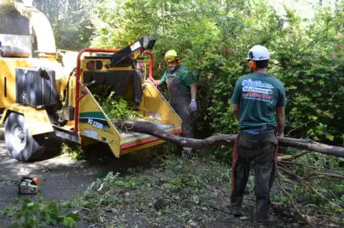 tree services South Bay